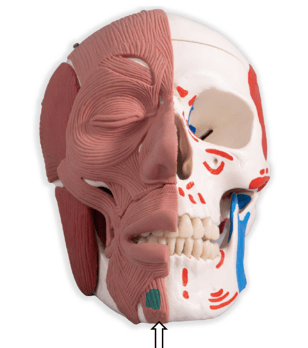 <p>name the muscle</p>