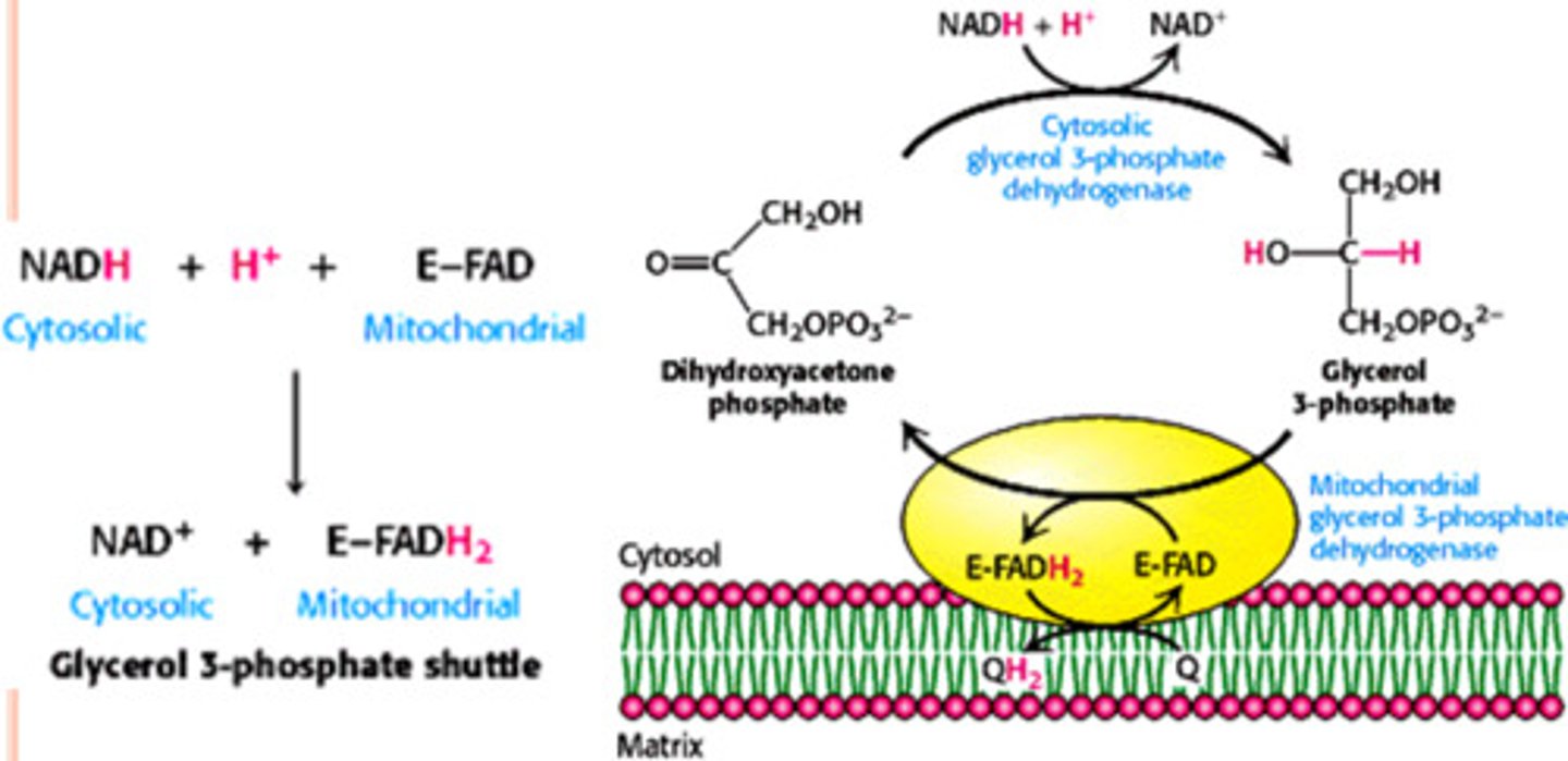 <p>"forming glycerol 3-phosphate": </p><p>electrons are transferred from NADH to dihydroxyacetone phosphate (DHAP); </p><p>electrons are then transferred to mitochondrial FAD, forming FADH2</p>