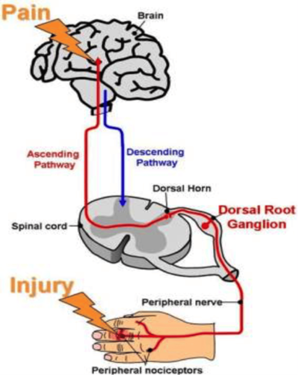 <p>A theory proposing that the experience of pain is modulated by a neural "gate" in the spinal cord. This gate can open to allow pain signals to be transmitted to the brain or close to block them.</p>