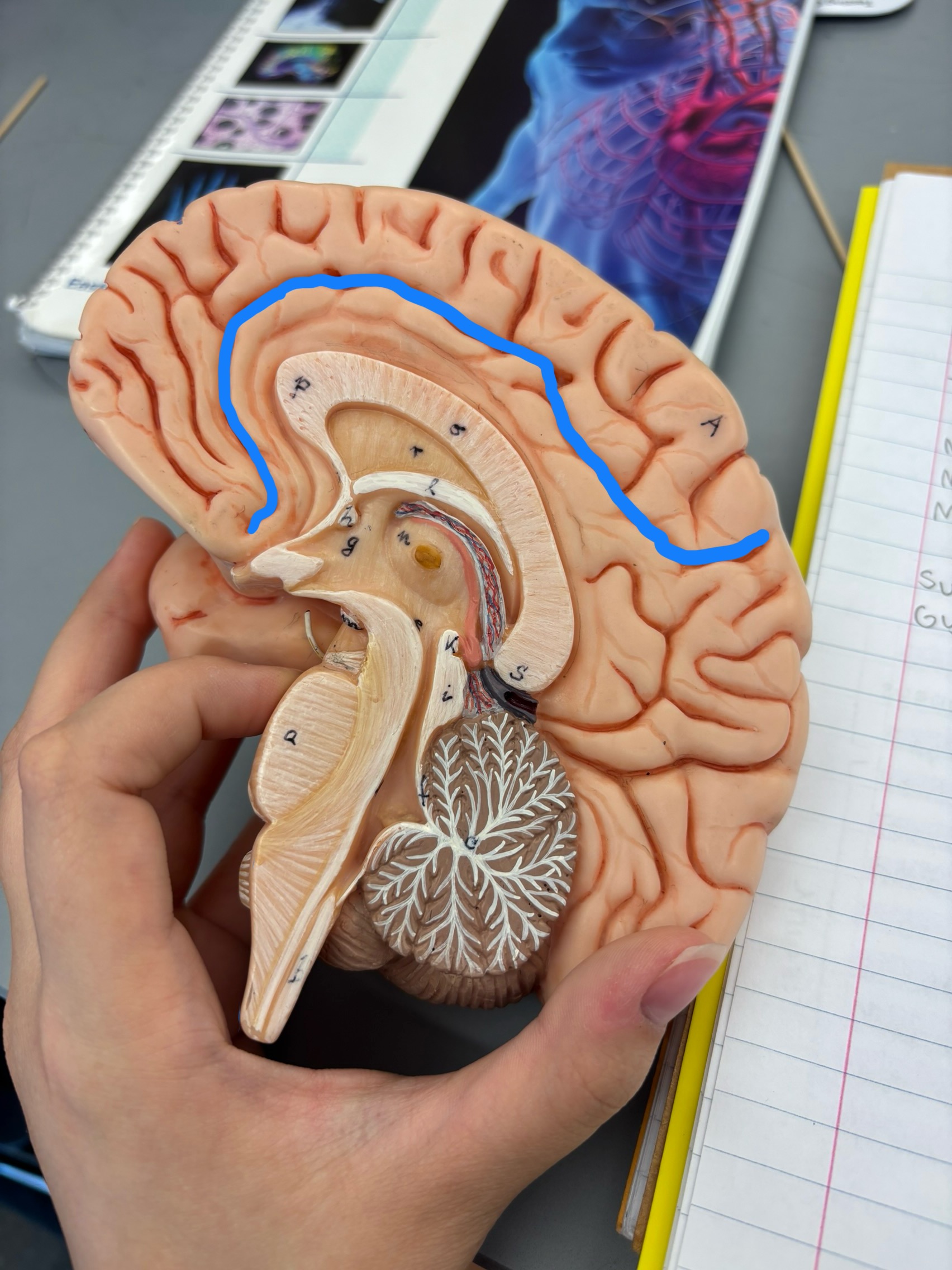 <p>What structure is this?</p>