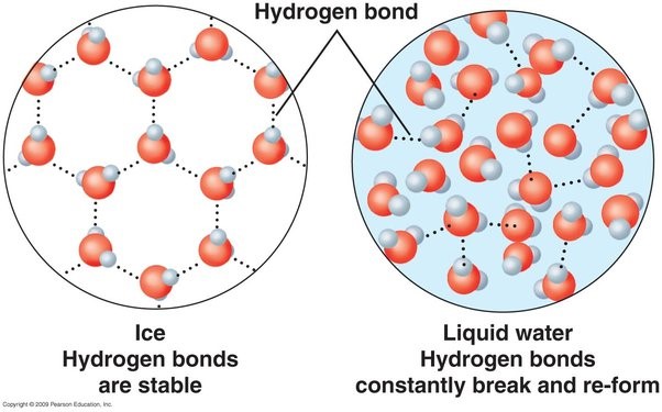 <p>. as water freezes, its density decreases = ice floats</p><p>—&gt; as the water crystalises, hydrogen bonding allows the water molecules to form a more open, crystalline structure (hexagonal arrangement = density decreases)</p><p>. results in a larger volume for the same mass</p><p><span style="background-color: inherit;"><span>. When water freezes, its molecules lose energy and get stuck in a lattice structure in which they are farther apart from each other than in their liquid state, thus making ice less dense than water</span></span></p>