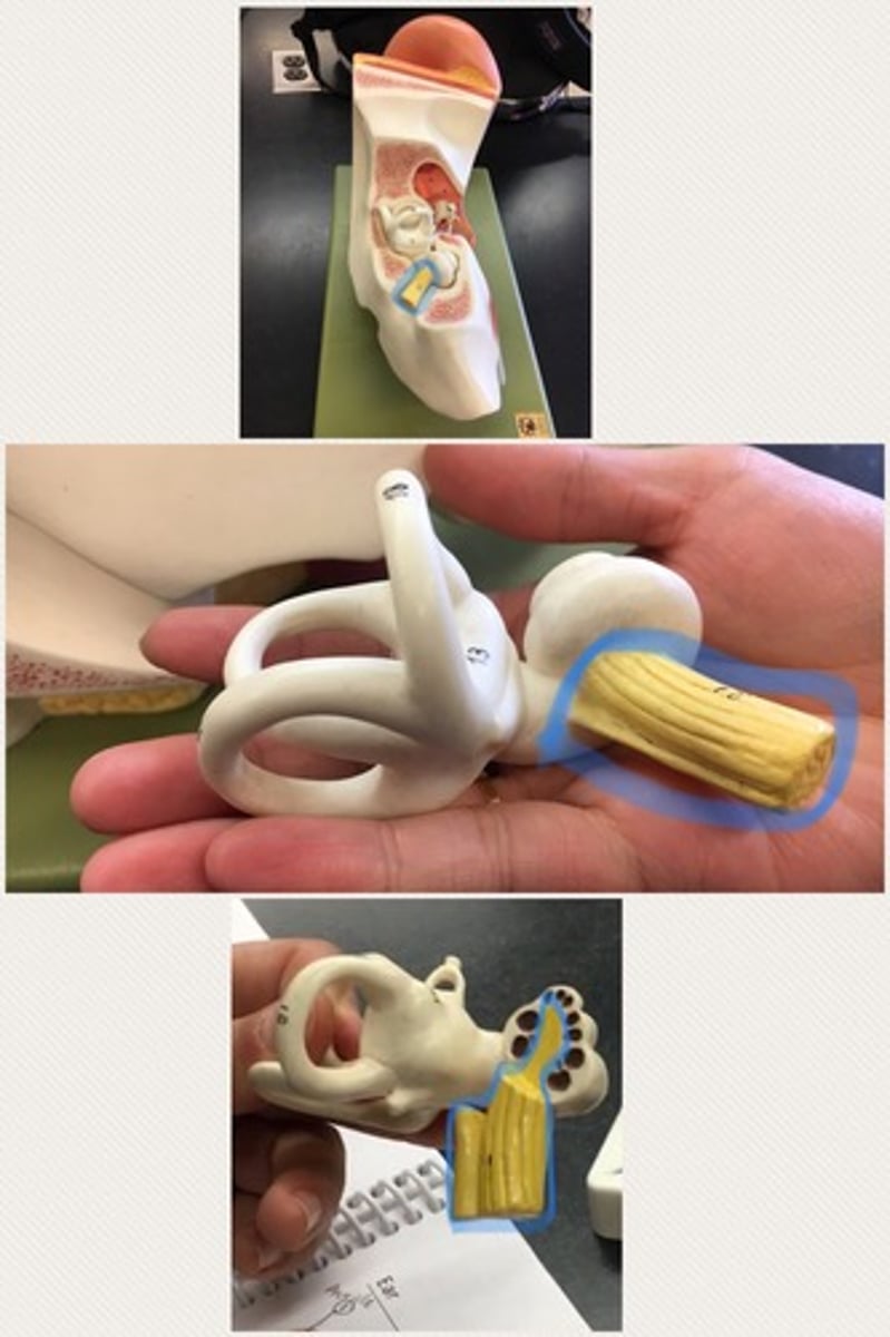 <p>known as the eighth cranial nerve, transmits sound and equilibrium (balance) information from the inner ear to the brain</p>