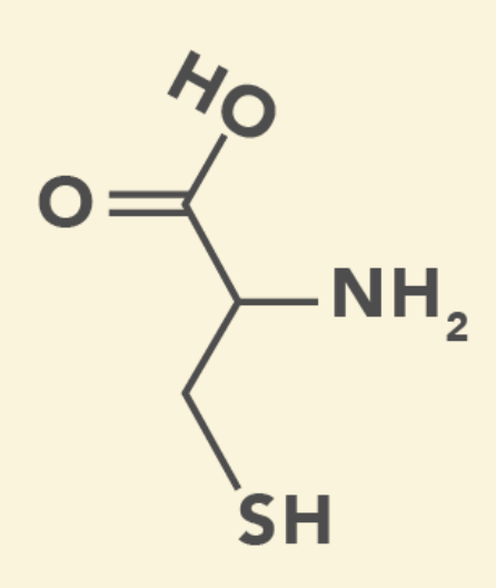 <ul><li><p>Polar</p></li><li><p><u>Sulfhydroxyl Group</u> on side chain</p></li></ul><p></p>