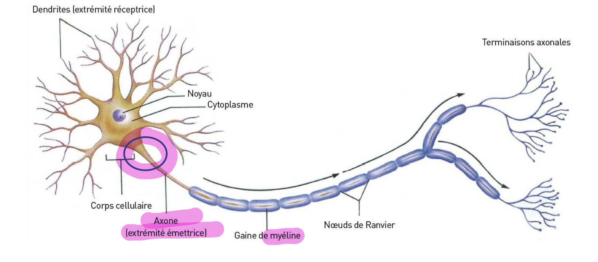 <p>-<u>voie unique </u>par laquelle le neurone génère et transmet une réponse au stimuli qu’il reçoit </p><p>-nait au cone d’émergence, point de départ du PA (zone gachette), lieu ou déébute la myélinisation</p>