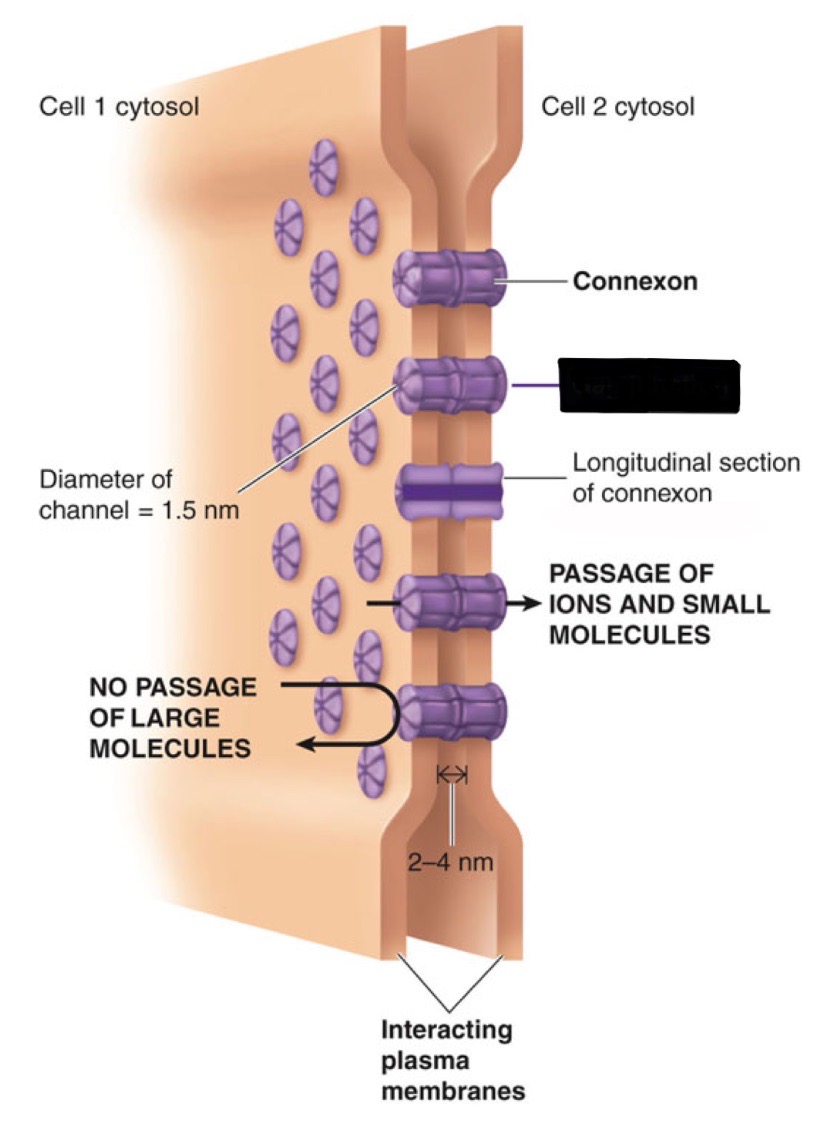 <ul><li><p>small connecting tunnels formed by connexons</p></li><li><p>especially abundant in cardiac and smooth muscle</p></li><li><p>in non-muscle tissues permit unrestricted passage of small nutrient molecules between cells</p></li><li><p>serve as method for direct transfer of small signaling molecules from one cell to the next</p></li></ul>