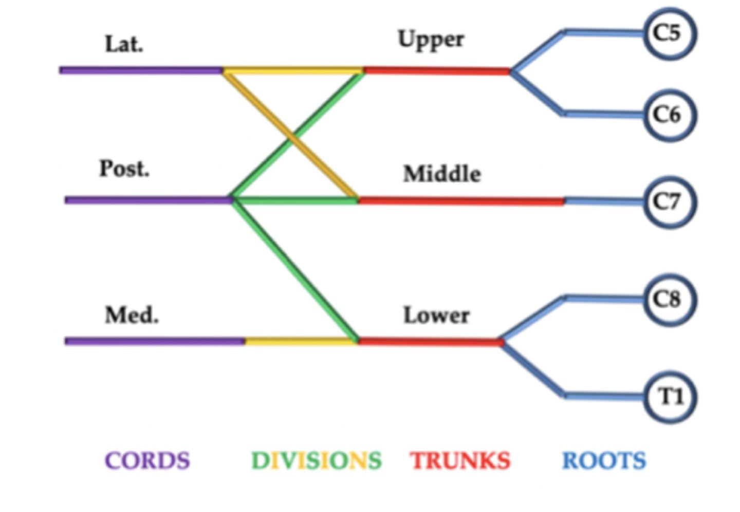 <p>THREE posterior divisions of upper, middle, and lower trunks</p>