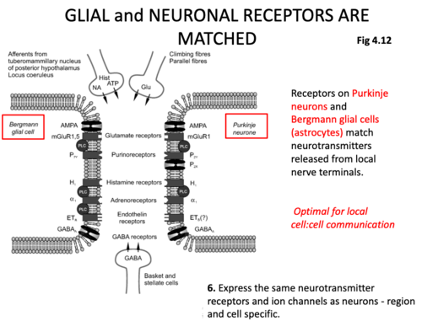 <p>D) Glial cells express a wide range of ion channels, including voltage-gated and ligand-gated channels, as well as water channels such as aquaporins. They also express various types of receptors, including neurotransmitter receptors and hormone receptors.</p>