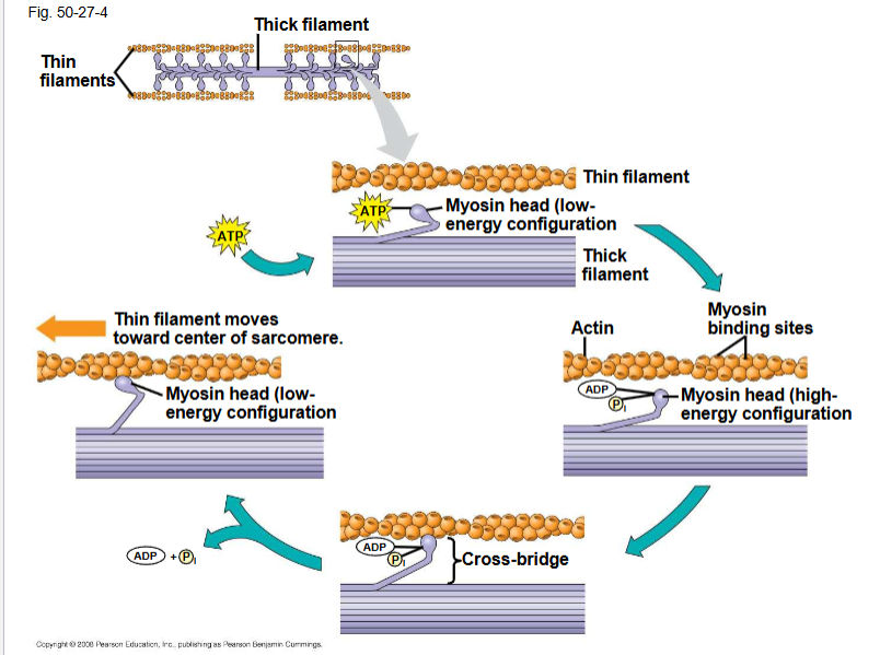 <p>Cross bridge cycle</p>