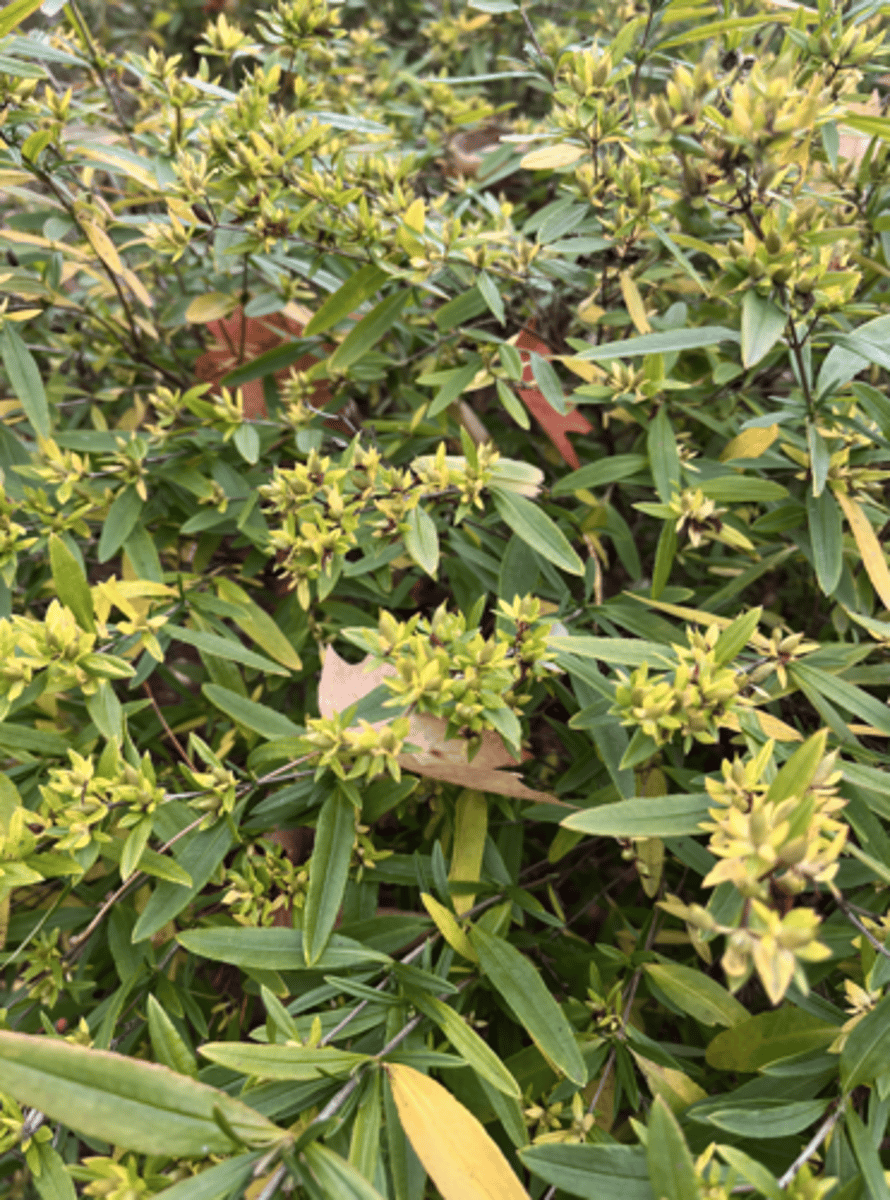 <p>lime star-sepals, looong leaf</p>