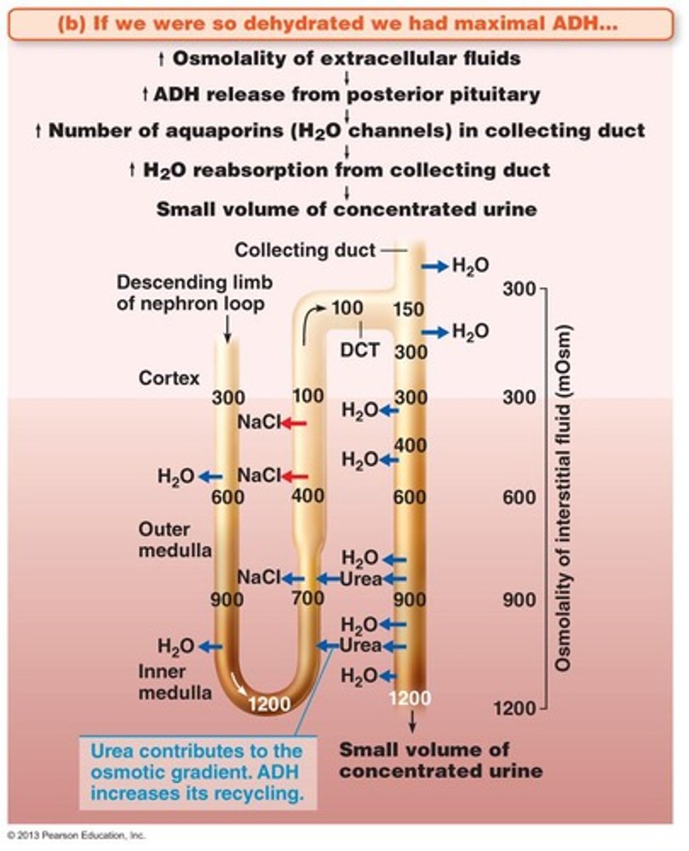 <p>Structure involved in urine concentration and dilution.</p>