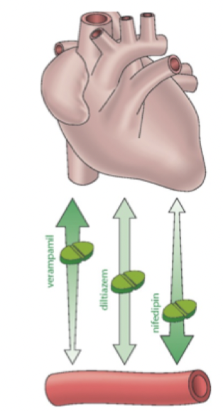 <p>Alla kalciumantagonister hämmar spänningskänsliga Ca<sup>2+</sup>-kanaler av L-typ (långvariga). Det finns selektiva eller icke-selektiva:</p><p><strong>Oselektiva - non-dihydropyridin</strong>: verkar på hjärta och kärl.</p><ul><li><p>Verapamil; mest på hjärta men även kärl</p></li><li><p>Diltiazem: både hjärta och kärl</p></li></ul><p><strong>Kärlselektiva - dihydropyridin</strong>: verkar endast på kärl</p><ul><li><p>Amlodipin: verkar endast på kärl </p></li></ul>
