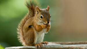 <p><strong>Squirrel</strong></p>