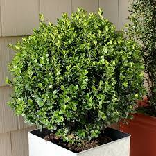 <p>Boxwood</p>