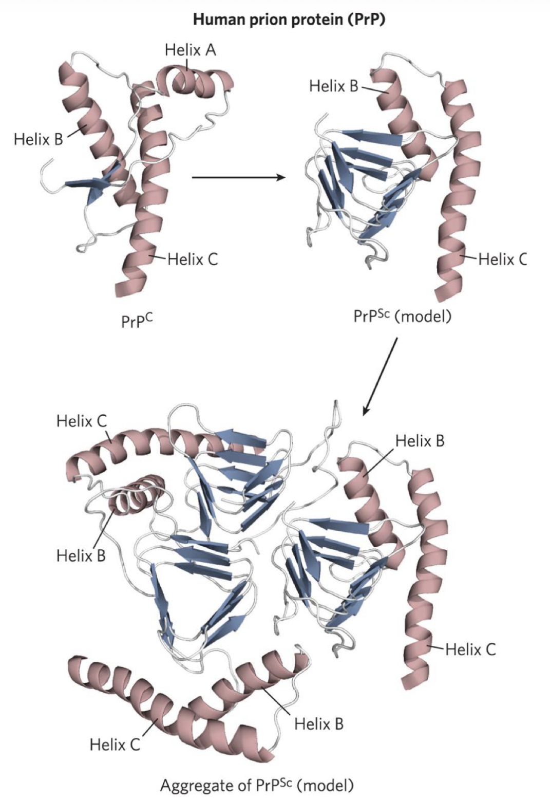 <p>Prion protein (PrP) = misfolded brain protein; misfold forms prions that interacts with other normal proteins, causing aggregation</p>