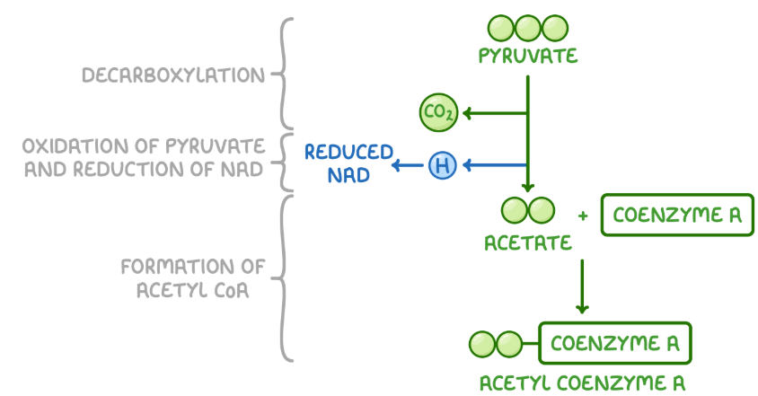 <p></p><p><span style="background-color: transparent;">1. <strong>Active transport of pyruvate</strong> = pyruvate from glycolysis enters mitochondrial matrix by active transport using specific carrier proteins&nbsp;</span></p><p><span style="background-color: transparent;">2. <strong>Decarboxylation </strong>= each pyruvate molecule is </span>decarboxylated<span style="background-color: transparent;">, losing 1X CO2 molecule which diffuses out mitochondria as a waste product&nbsp;</span></p><p><span style="background-color: transparent;">3. <strong>Oxidation </strong>= 1x hydrogen atoms are removed from pyruvate to form 2C acetyl group </span></p><p><span style="background-color: transparent;">4. <strong>Reduction of NAD</strong> = the hydrogen atom are used to reduce NAD forming reduced NAD&nbsp;</span></p><p><span style="background-color: transparent;">5. <strong>Formation of acetyl CoA</strong> = acetate binds to coenzyme A to form acetyl coenzyme A (acetyl CoA)</span></p><p><br></p>