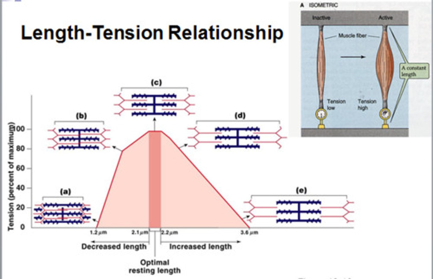 <p>Point C describes the maximal length of the optional sarcomere size</p>