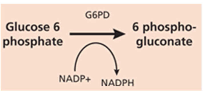 <ul><li><p>X-linked recessive disorder results in the decreased activity of the G6PD enzyme</p></li><li><p>G6PD protects red blood cells from oxidative stress</p></li><li><p>Deficiency leads to decreased synthesis of NADPH and glutathione (antioxidants) from the pentose phosphate pathway</p></li></ul><p>Pentose phosphate pathway → Uses 1 molecule of NADP+ to produce 1 molecule of NADPH </p>