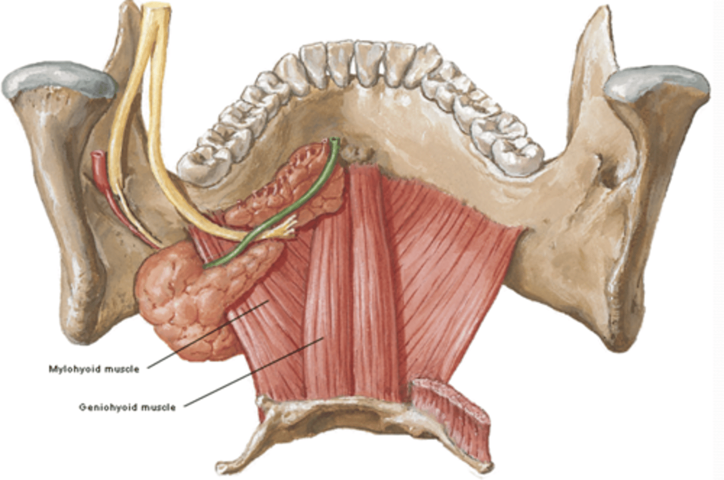 <p>Where does the Mylohyoid muscle of the suprahyoid muscles attach to? What is its function?</p>