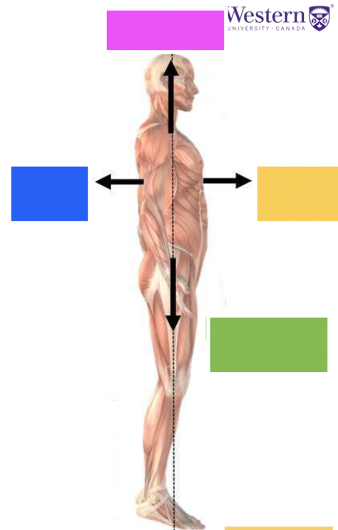 <p>name the 4 directional anatomical terms</p>