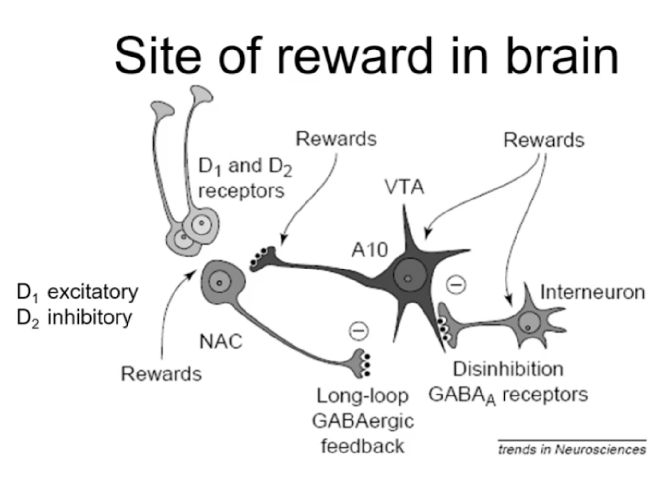 
1. A10 DA neruons project → n.acc
2. as majority of neurons in **n.acc** are **GABAergic**, they loop back onto VTA to __inhibit activity of DA neurons__
3. reward = increased activation of DA neurons which act….
   * on VTA to *inhibit GABA release*
   * directly on DA neurons to increase firing rate
   * on n.acc to stim release of DA from terminals