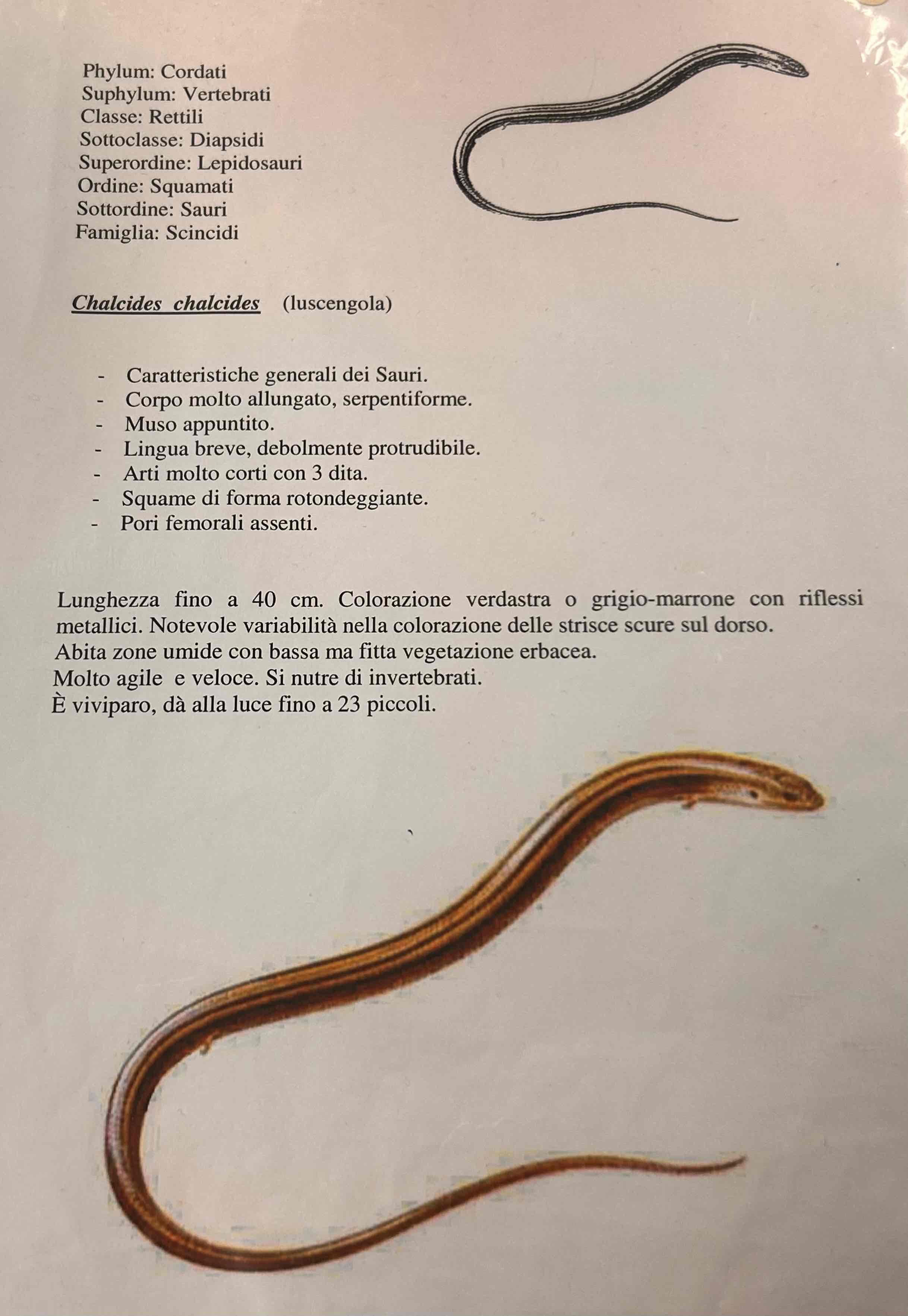 <p>Cordati</p><p style="text-align: start">Vertebrati</p><p style="text-align: start">Gnatostomi</p><p style="text-align: start">Tetrapodi</p><p style="text-align: start">Rettili</p><p style="text-align: start">Lepidosauria</p><p style="text-align: start">Squamati</p><p style="text-align: start">(sauri)</p><p style="text-align: start">Chalices chalices [luscengola]</p>