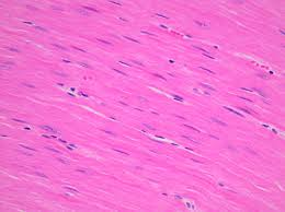<p>move substances through organs or vasoconstriction</p>