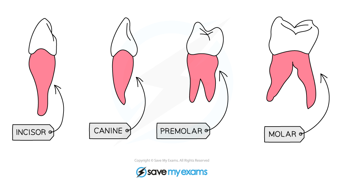 <p>Incisors, canines, premolars, and molars</p>