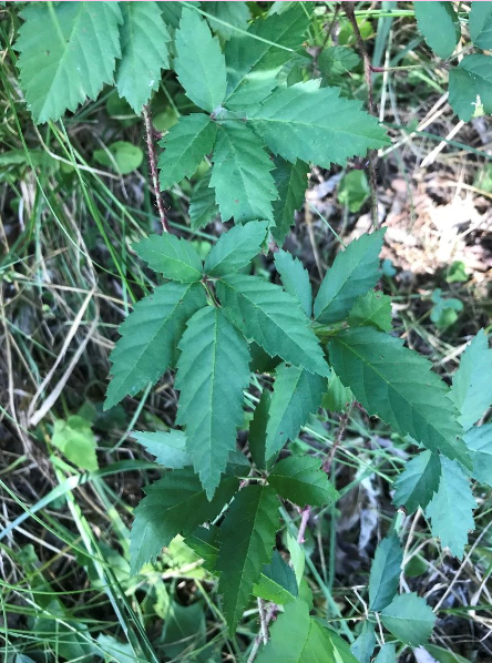 <p>This species and it’s fellow genera members only provide cover for wildlife and thorns to prick you fingers</p><p>True or False</p>