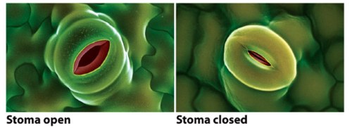 <p>Small openings on the underside of a leaf through which oxygen and carbon dioxide can move. Where gas exchange occurs in a plant.</p>