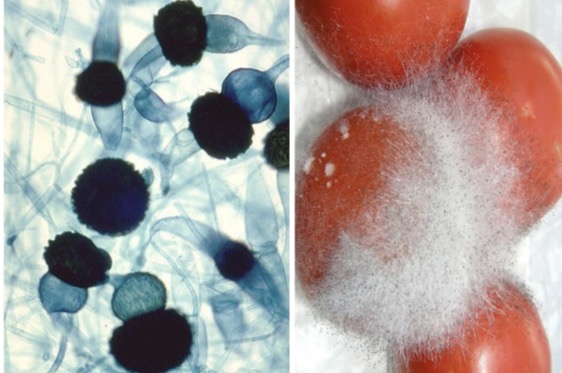 <p>Genus: Rhizopus</p>