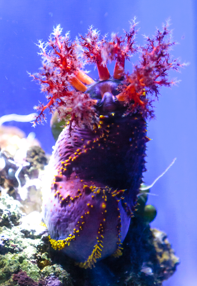 <p>Phylum, Class, feeding strategy?</p>