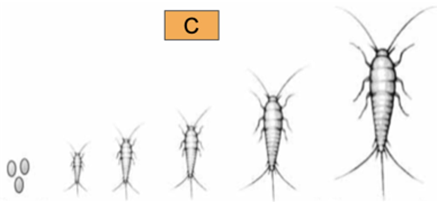<p>What type of metamorphosis is this picture showing?</p>