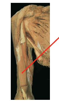 <p>What is this muscle&nbsp;What is its origin. Where does it inserts. </p>