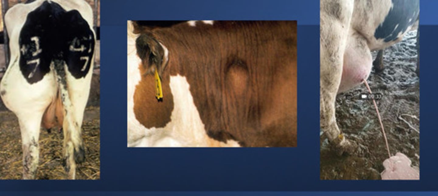 <p>How do you treat abscesses in cows, typically caused by penetrating trauma, residual infection from sepssi, and necrotic neoplasia?</p>
