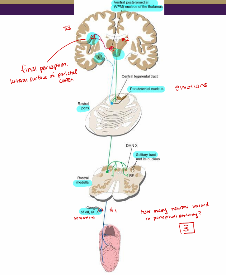 <p>From <strong>solitary nucleus </strong>(in brainstem/medulla):</p><ol><li><p>Relayed to <strong>ventral posterior medial nucleus </strong>(VPM) of <strong>thalamus </strong>(relay station)</p><ul><li><p>Perceptual path ends at <strong>lateral surface of parietal cortex</strong> (Brodmann areas 3,1,2) (final perception)</p></li></ul></li><li><p>Taste reflexes to <strong>salivatory nuclei (VII, IX) </strong>(vagus (X) not connected to salivary glands)</p></li><li><p>Additional path to<strong> hypothalamus &amp; amygdala</strong> (limbic system: emotional center)</p><ul><li><p>Via <strong>parabrachial nucleus of pons</strong></p></li><li><p>Provides input to pleasure/pain, hunger/thirst/satiety centers</p></li></ul></li></ol><p></p>