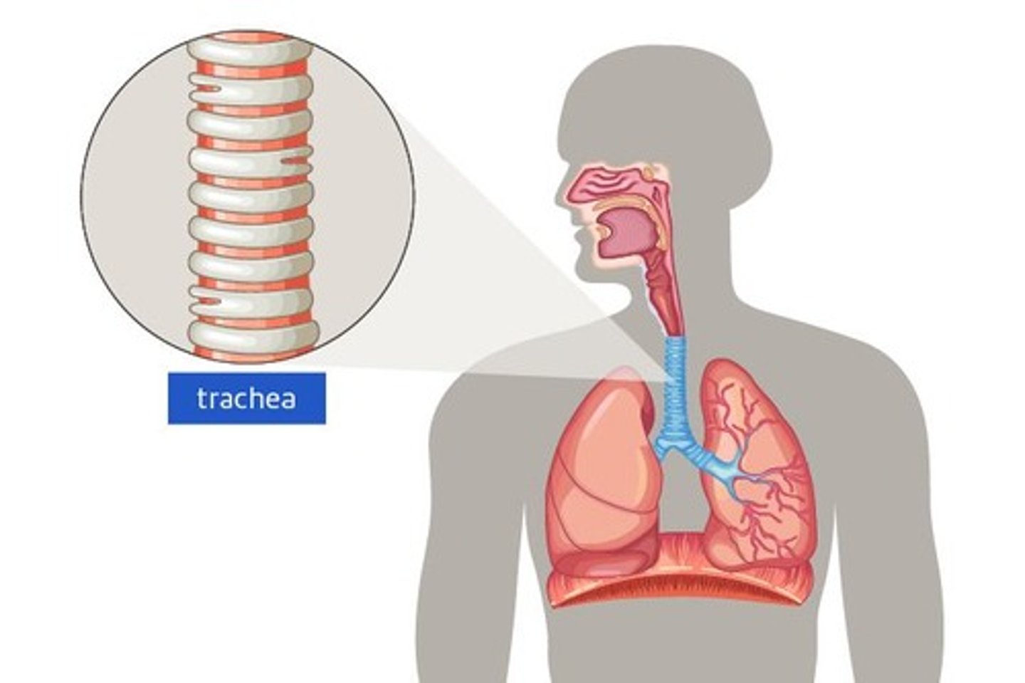 <p>The main airway between the throat and the lungs</p>