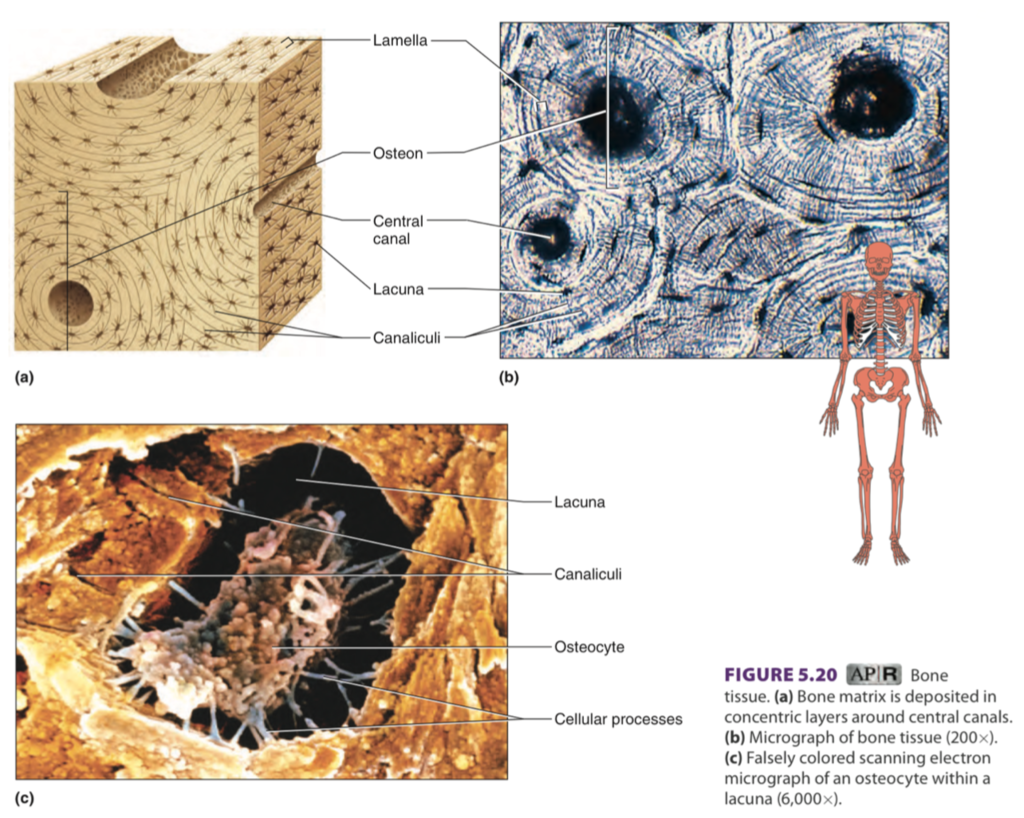 <ul><li><p><span>Supports, protects, provides framework</span></p></li><li><p><span>located: Bones of skeleton</span></p></li></ul><p></p>