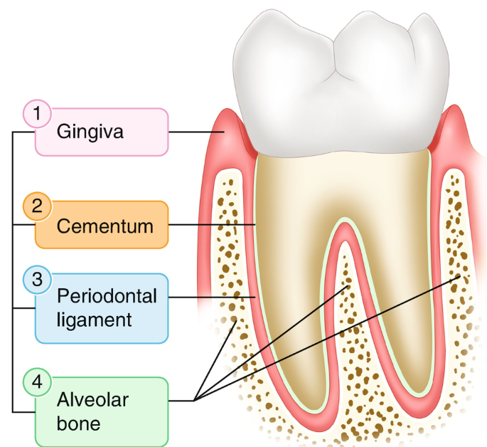 <p>A collection of fibers with the primary purpose of suspending the teeth within the alveolar process and supporting gingiva </p>
