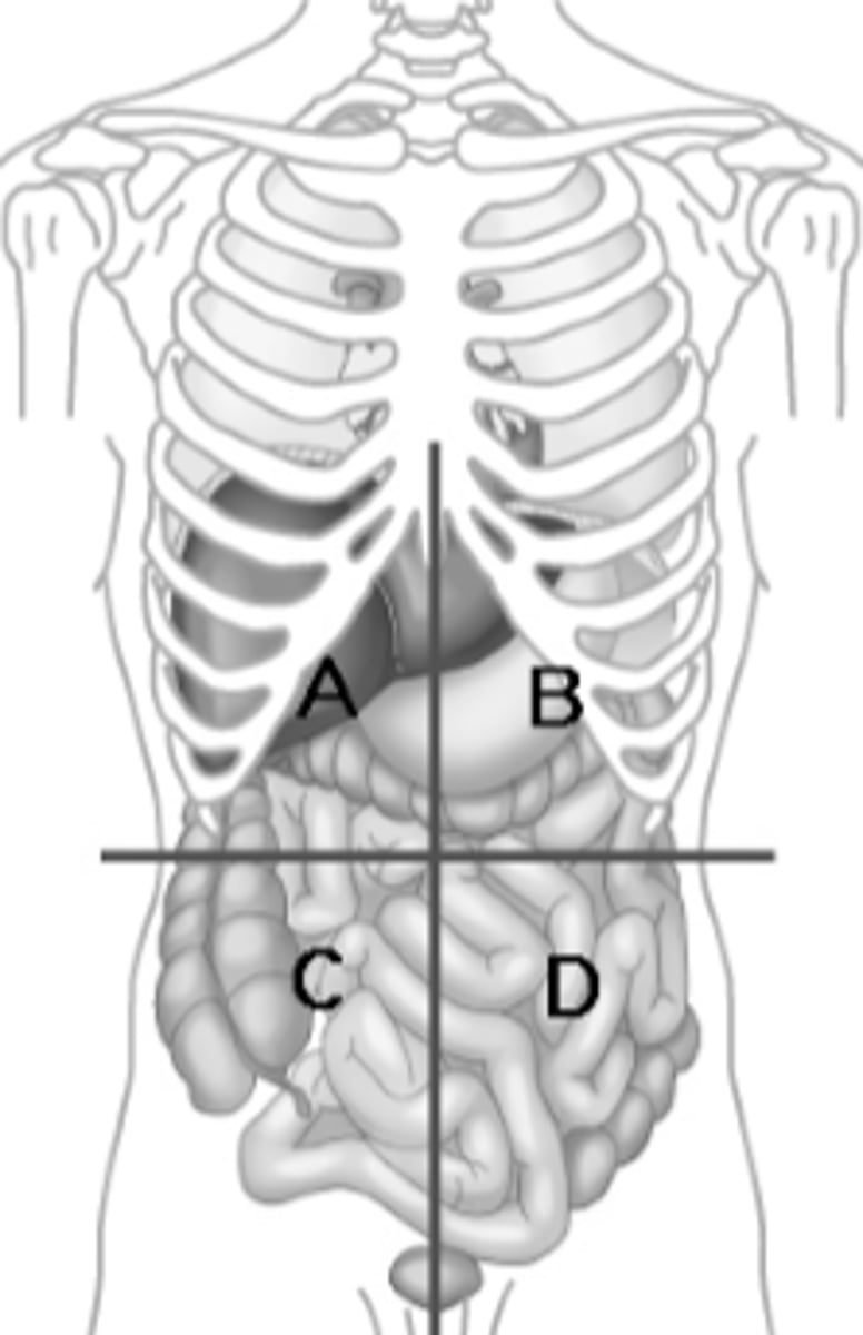 <p>What is the name of the abdominopelvic quadrant indicated by the letter B?</p>