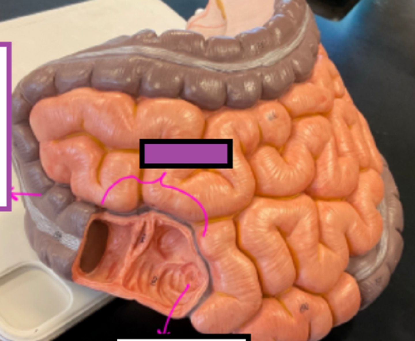 knowt flashcard image