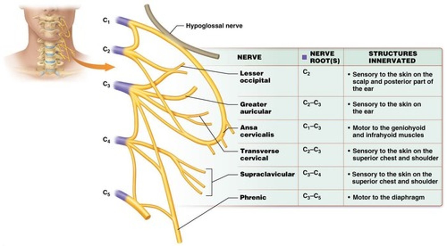 <p>-Formed by anterior rami SN C1-C4</p><p>-Innervate anterior neck, skin on neck, some head/shoulders</p><p>-Phrenic nerve primarily from C4 through thoracic cavity to innervate diaphragm </p>
