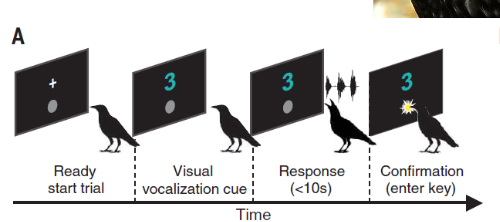 <p><strong>liau et al. (2024)</strong></p><p>carrion crows:</p><p>the crows flexibly produce variable numbers of one to four vocalizations in response to arbitrary cues associated with numerical values</p><p></p><p><strong>Alex and counting:</strong></p><p>language is helpful when assessing counting skill</p><p>alex: model/rival technique</p><p>humans demonstrate the response</p><p><u>human is model:</u> parrot sees human respond</p><p><u>human is rival:</u> parrot wants attention of experimenter</p><p></p><p><strong>Hunt et al. (2008)</strong></p><p>number concepts in new zealand robins</p><p>food caching birds: often eat insects that are too large to eat all at once</p><p>hides pieces around habitat for winter</p><p>might need to keep track of how many food items are stored in a given location</p>