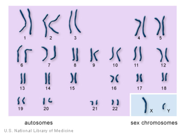 <p>One of each of the 22 homologous pairs are shown, along with the X and Y sex chromosomes</p>
