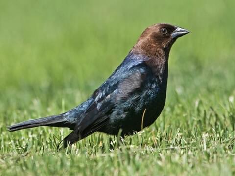 <p>What bird is this?</p>
