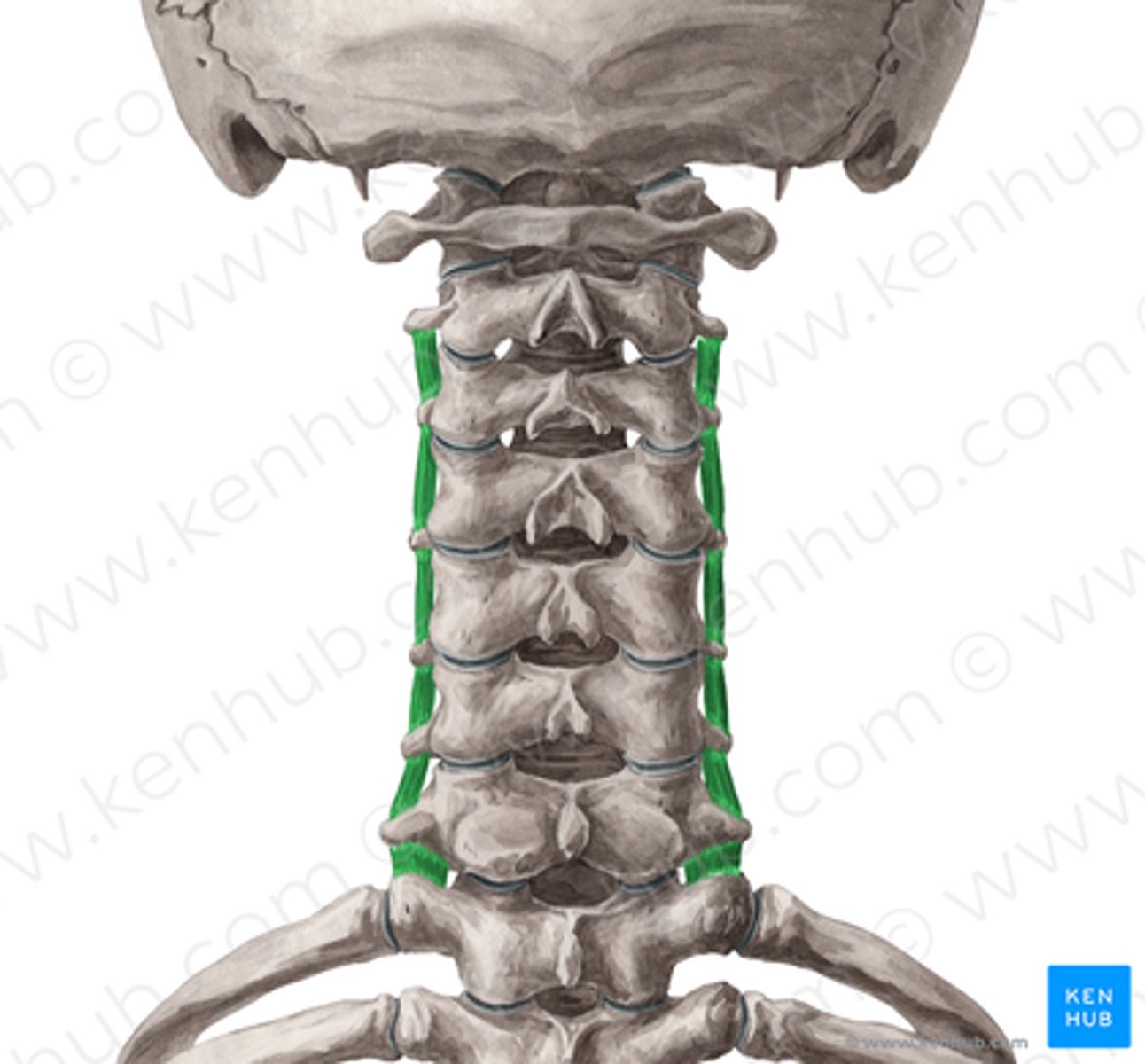 <p>Welke spier is dit?</p>