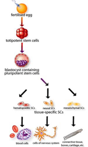 Stem cells found in some adult tissues. They are partly specialised and can become a range of different type of cell, but not all.