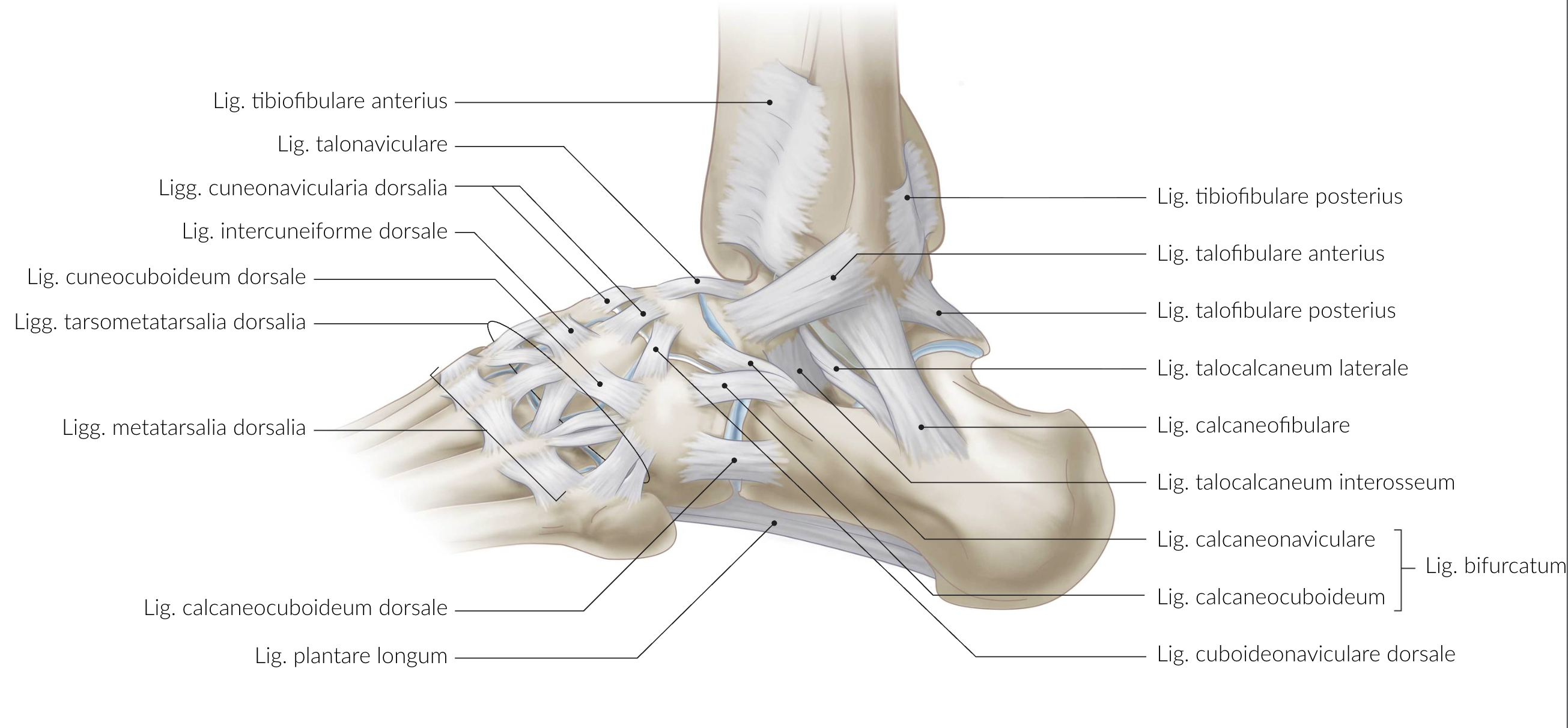 <p>B. Anterior talofibular ligament (Lig. talofibulare anterius)</p>