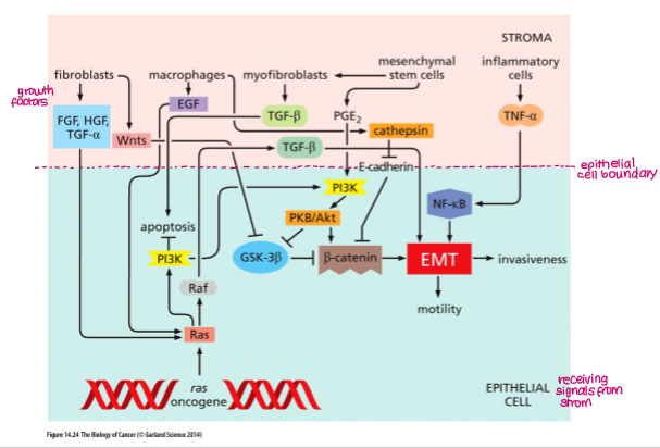 <ul><li><p>Loss of E-cadherin (activation of TCF)</p></li><li><p>TFs (Twist, Snail, Slug)</p></li><li><p>HGF (hepatocellular growth factor)</p></li><li><p>TGF-b</p></li></ul><p></p>
