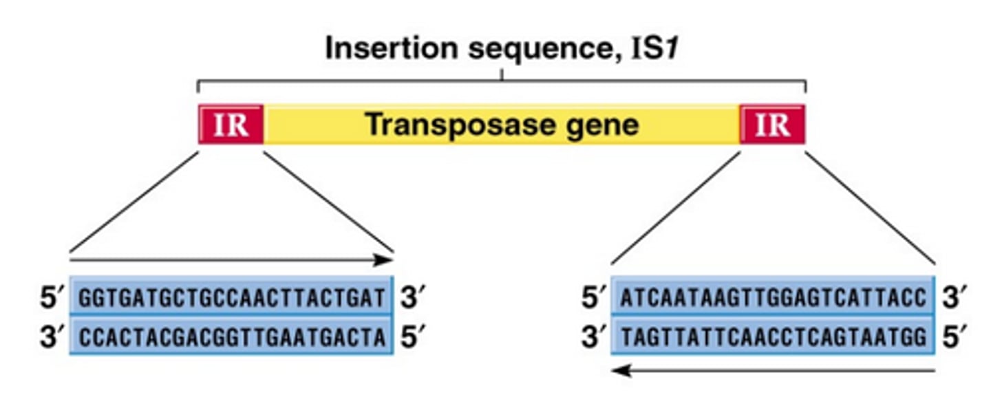 <p>Encodes only the protein needed for transposition (transposase). The ends of all known IS elemetns show inverted terminal repeats.</p>