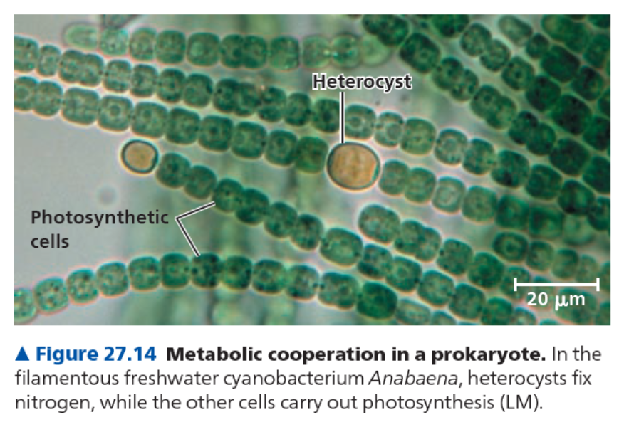 Cooperation between same species
● Ex. cyanobacterium: __________
○ Has genes for both ___________  and _______ ______
○ Single cell cannot carry out both processes simultaneously, as O2 from photosynthesis inactivates enzymes in nitrogen fixation
○ Anabaena forms _________ ______, which have numerous photosynthetic cells, and select cells that specialize in nitrogen fixation called ________
○ Heterocysts are surrounded by thickened cell walls which restrict entry of O2
○ Intracellular connections allow transport of nitrogen from heterocysts and carbohydrates from photosynthetic cells